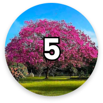 Number circle 5